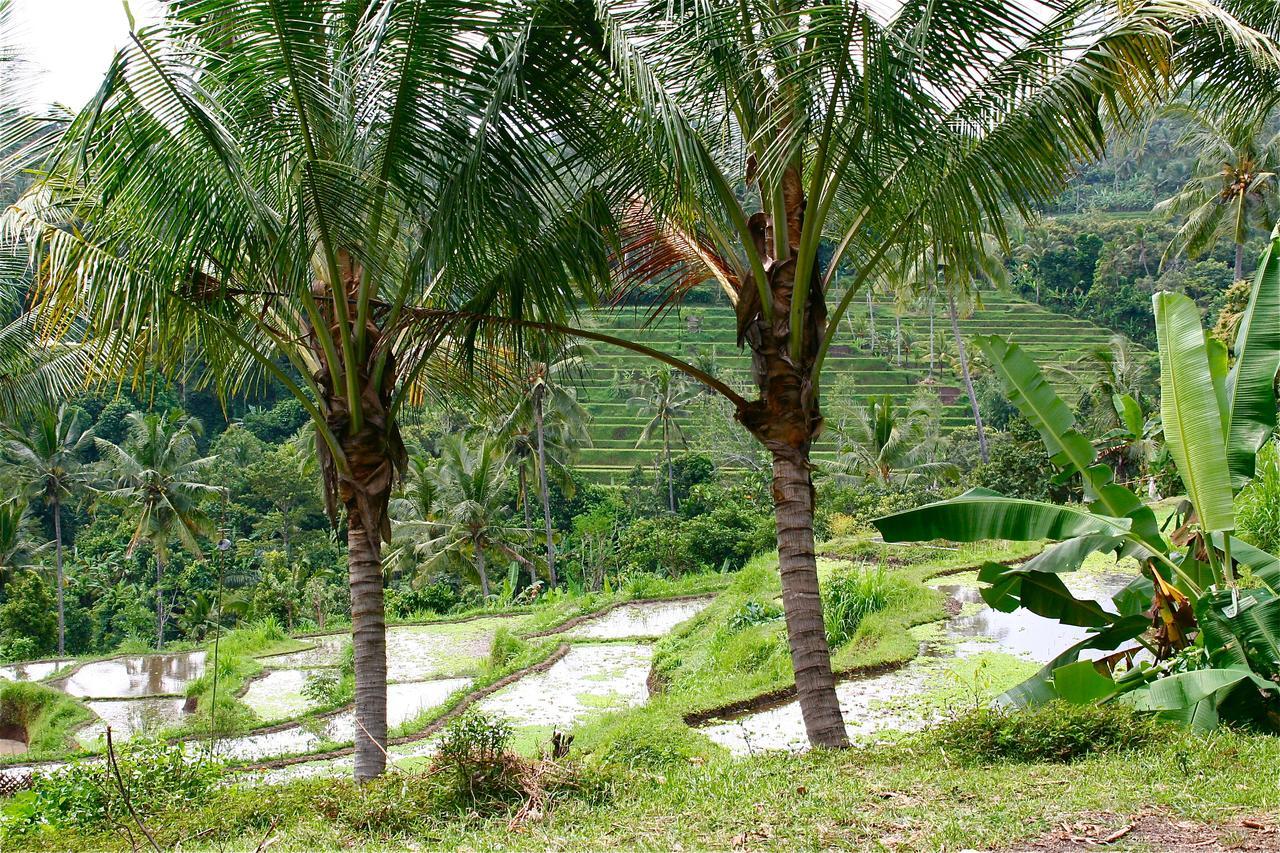 Rumah Kita Lovina Exterior foto